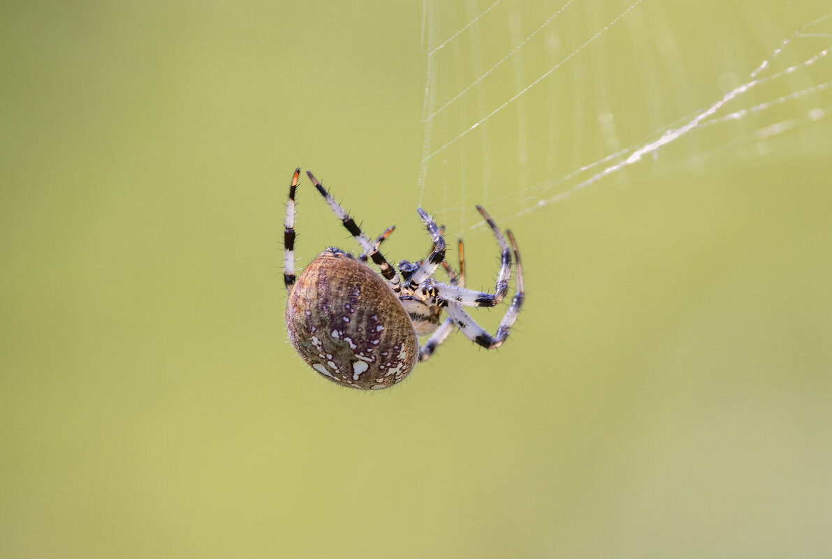 паук. - юрий макаров паук. - юрий макаров