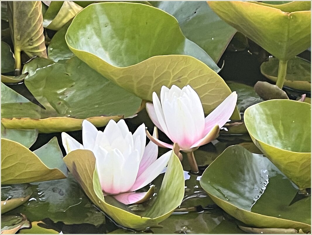 Кувшинки. - Валерия Комова