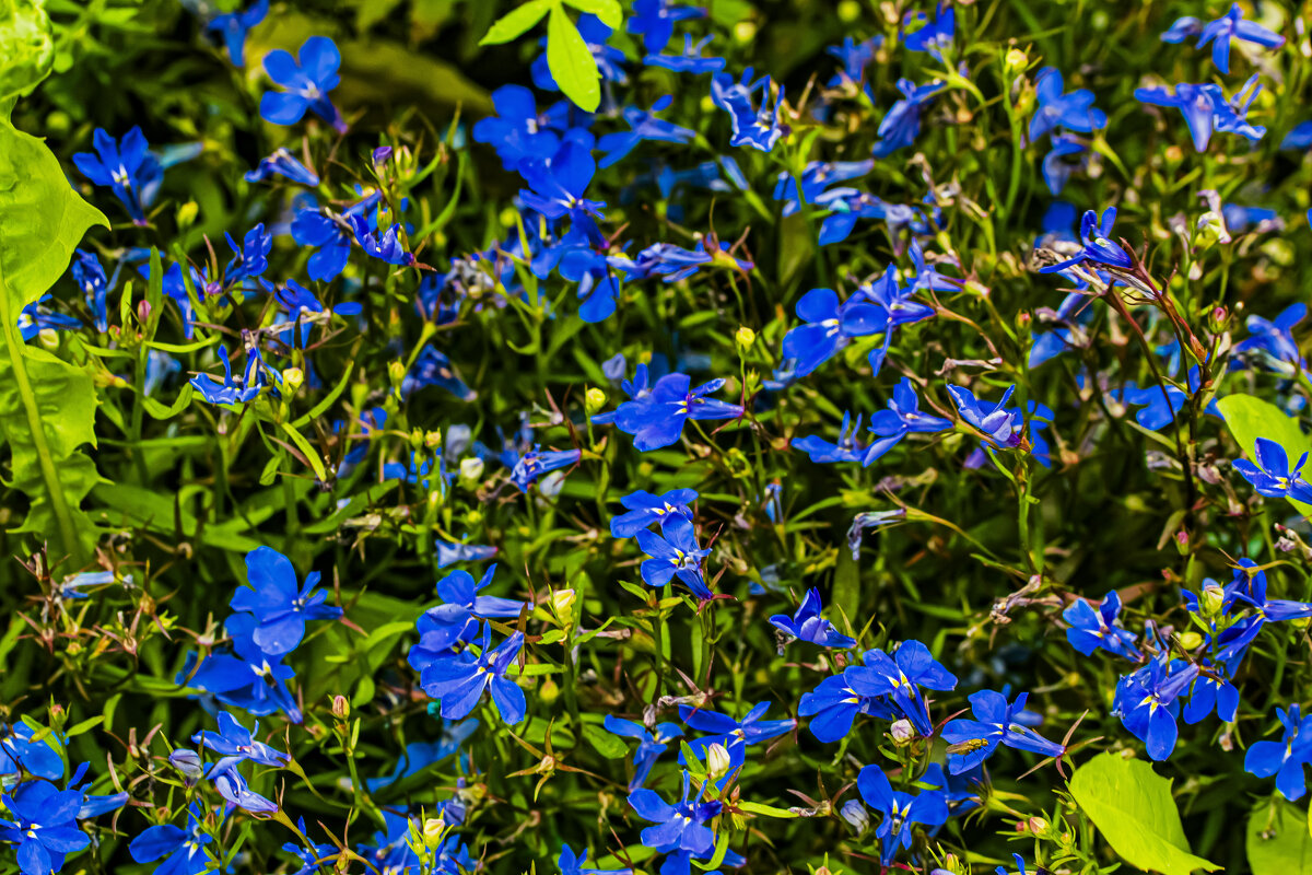 Словно рой бабочек. - Петр Беляков