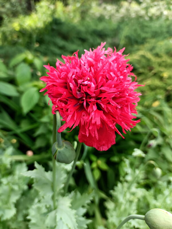 Цветущий мак - Леонид Иванчук