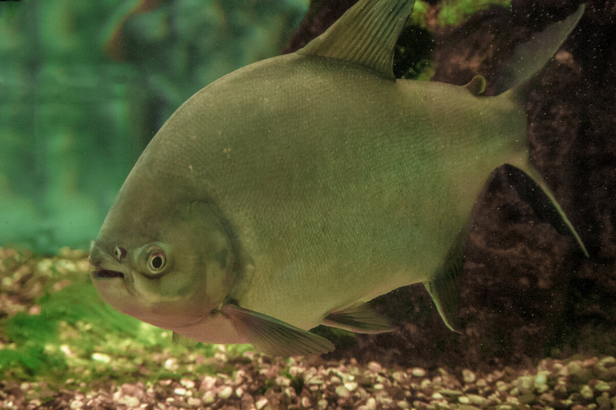 Севодня день Рыбаков - Владимир Максимов