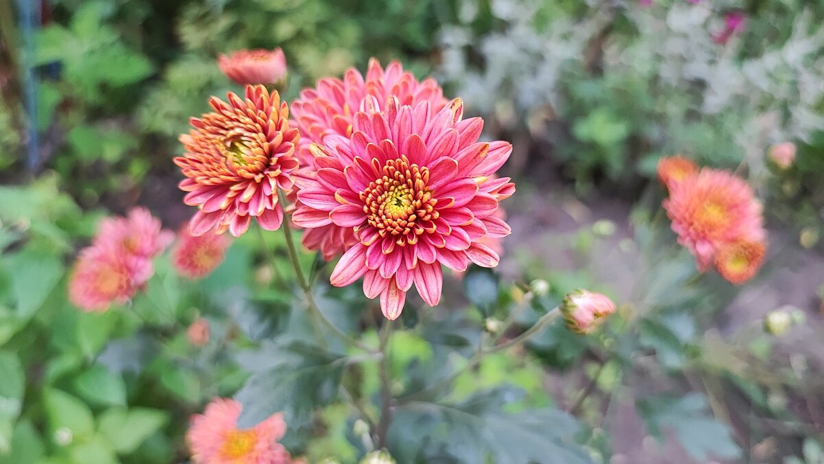 ,,, - Сергей Тимоновский