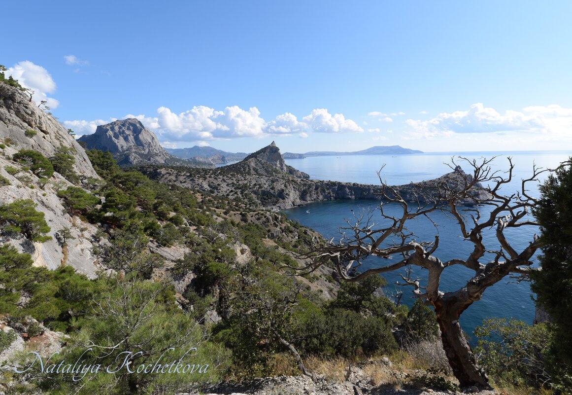 Природа Крыма - Amazing Cosmea