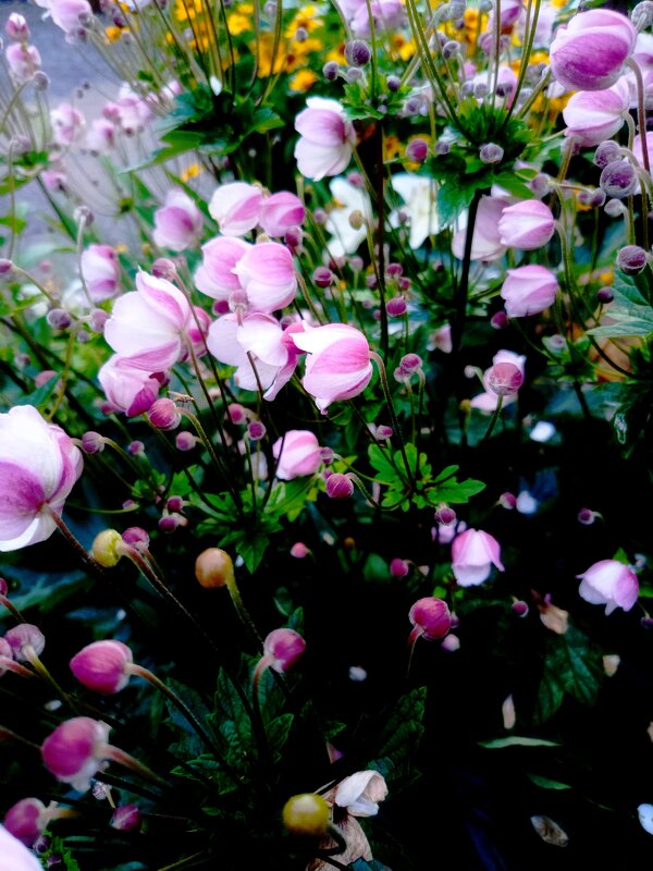 Для позитивного настроения! - Vladimir Semenchukov