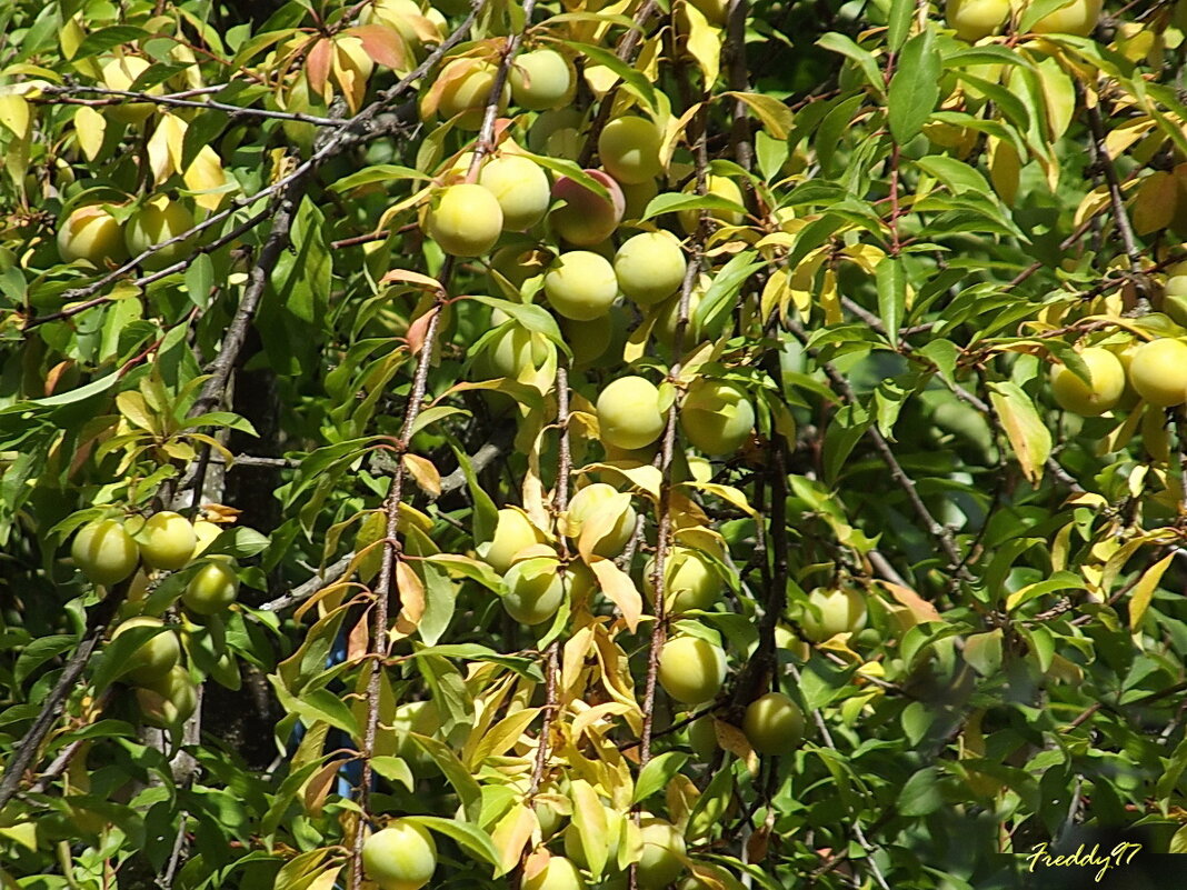 Зреет слива... - Freddy 97