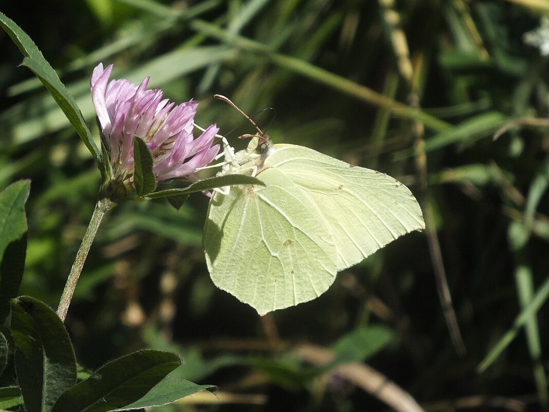 *** - Зоя Мишина