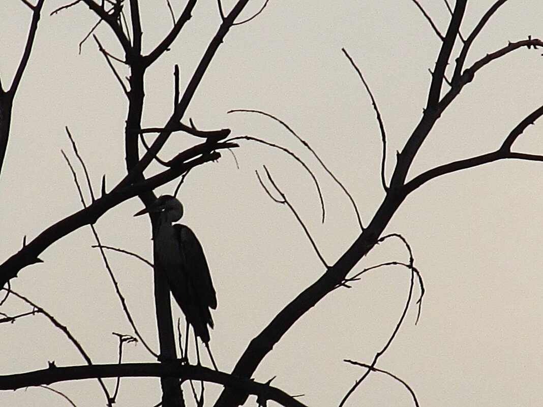 найди цаплю - Елена Шаламова