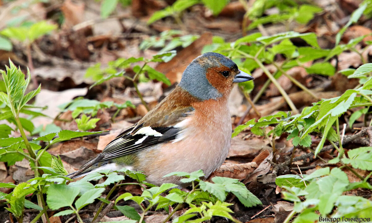 Зяблик - Laryan1 Зяблик - Laryan1