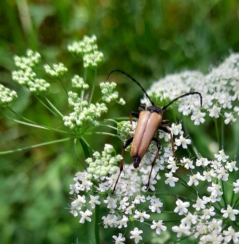 Жук на борщевике . - Мила Бовкун