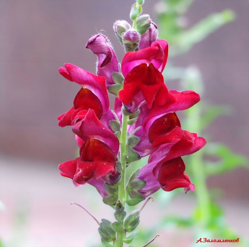 Про львиный зев... - Андрей Заломленков Про львиный зев... - Андрей Заломленков