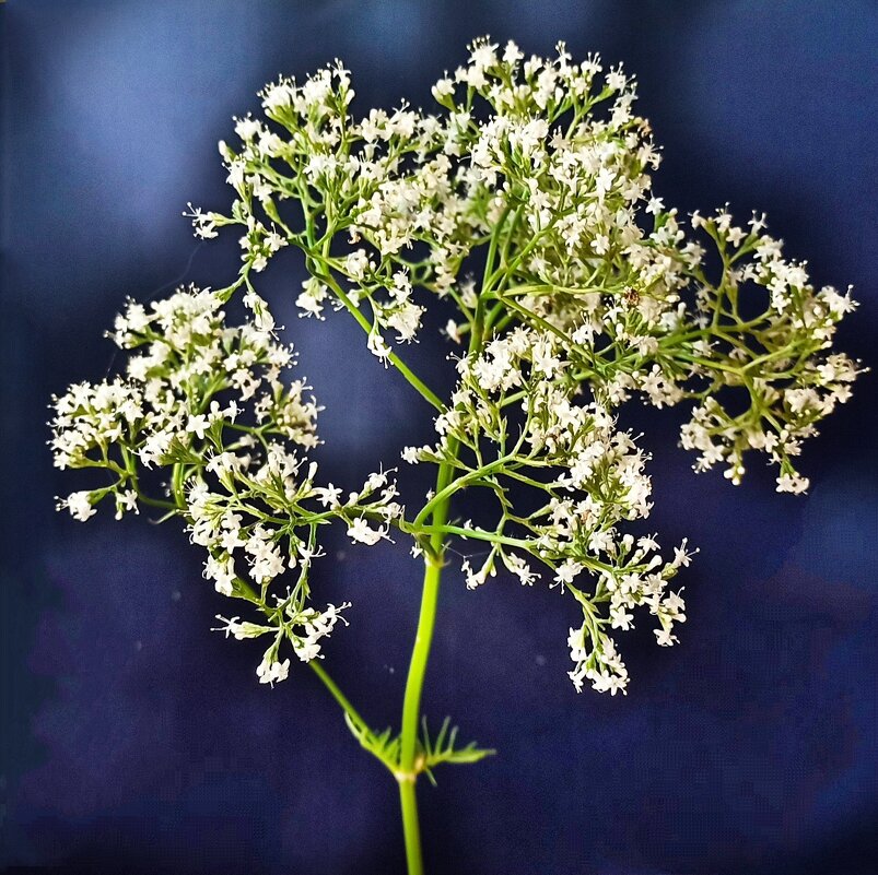 Угадайка! - veilins veilins