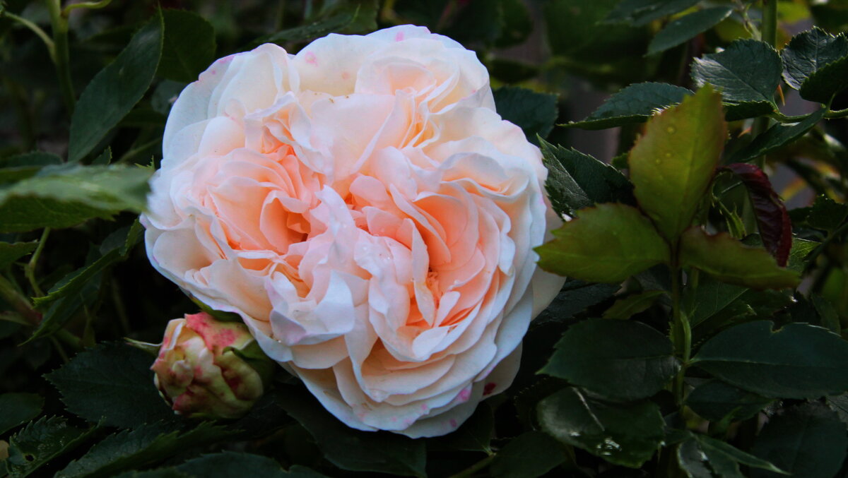 Роза. - Маргарита ( Марта ) Дрожжина