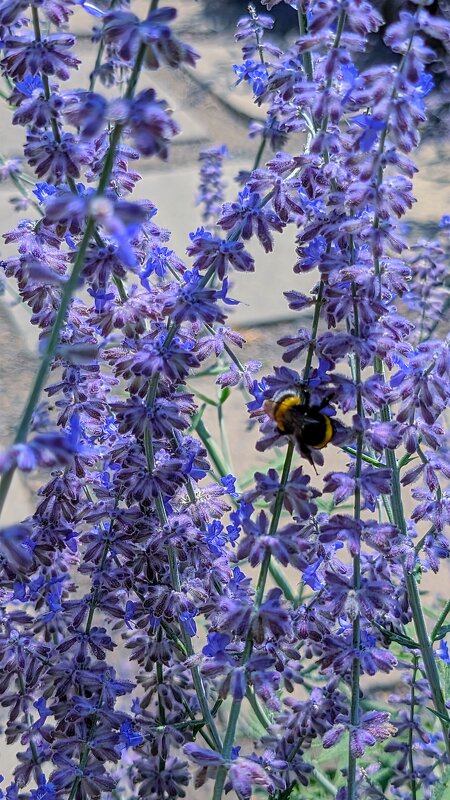 *** - Хэлен *** *** - Хэлен ***