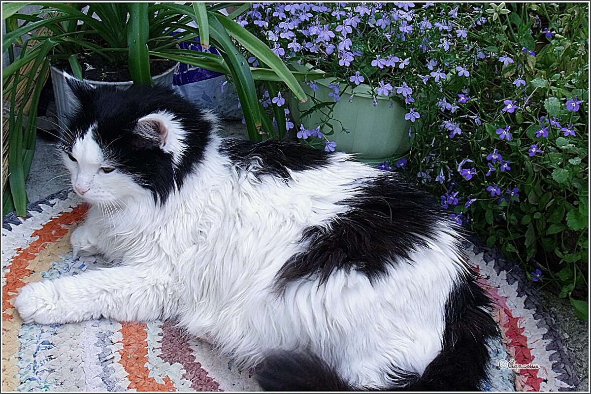 Лукерья - Aquarius - Сергей