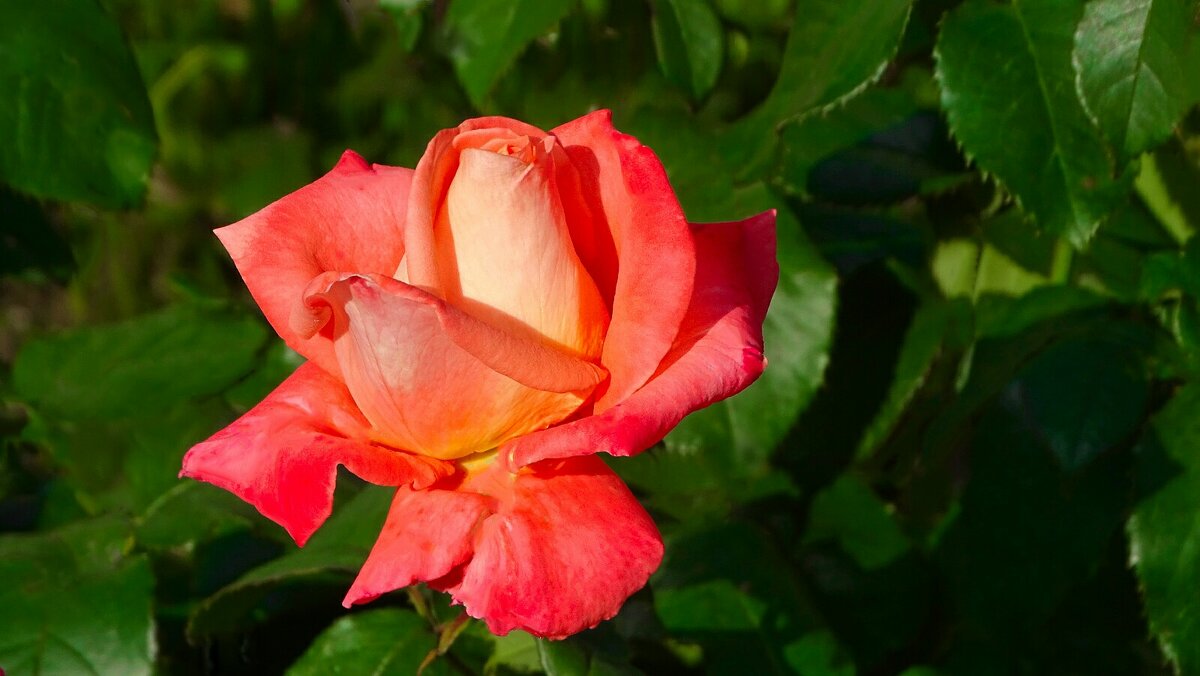 О красоте цветов. - Милешкин Владимир Алексеевич О красоте цветов. - Милешкин Владимир Алексеевич