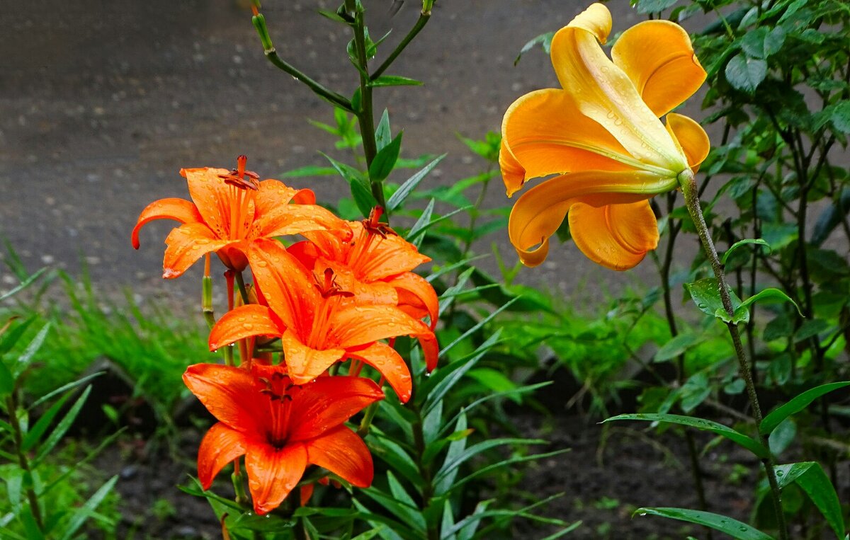 Городские линии. - Милешкин Владимир Алексеевич 