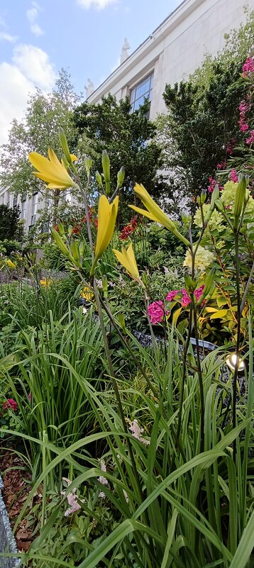 Библиотека Ленина вся в цветах - Галина R... Библиотека Ленина вся в цветах - Галина R...