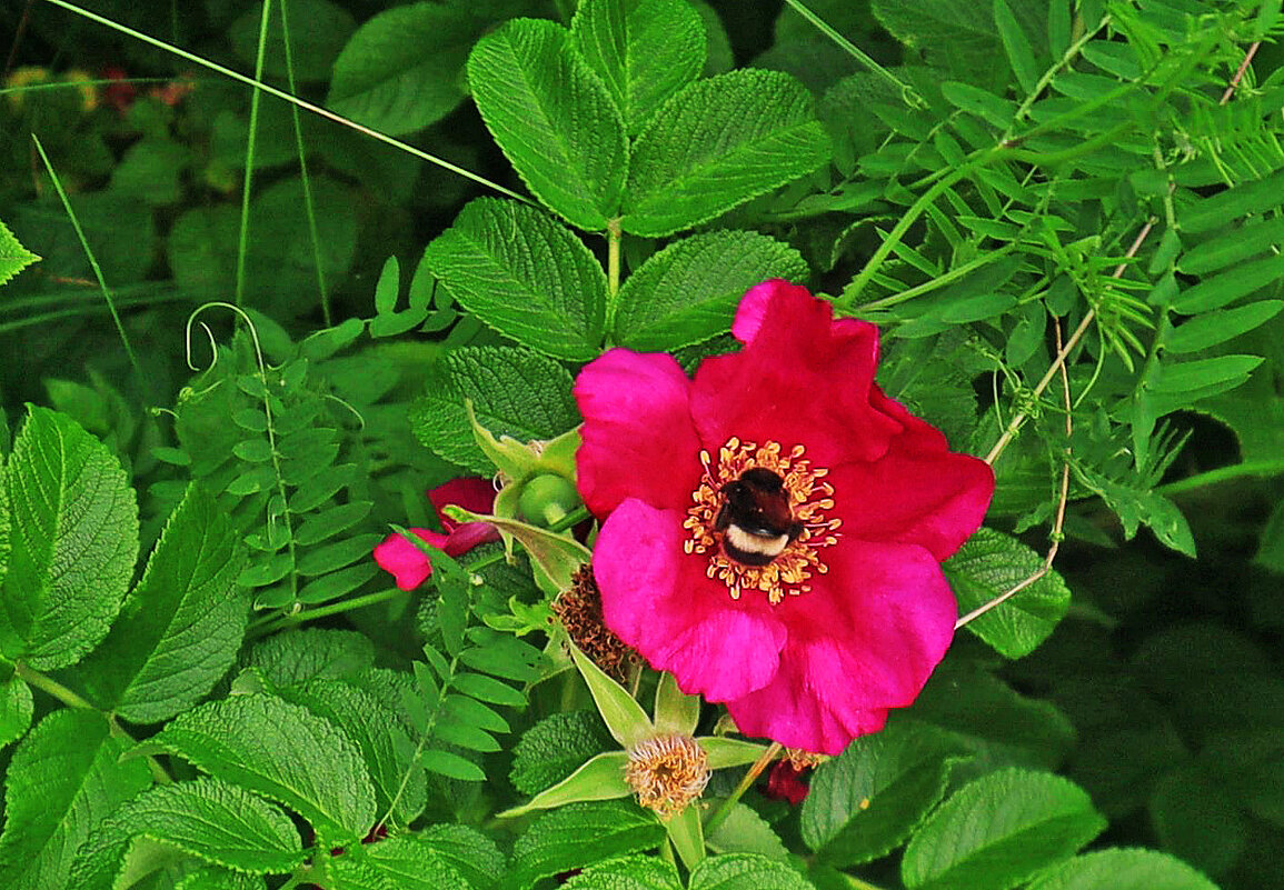 Июль...Пир шмеля на цветке садовой розы! - Владимир 