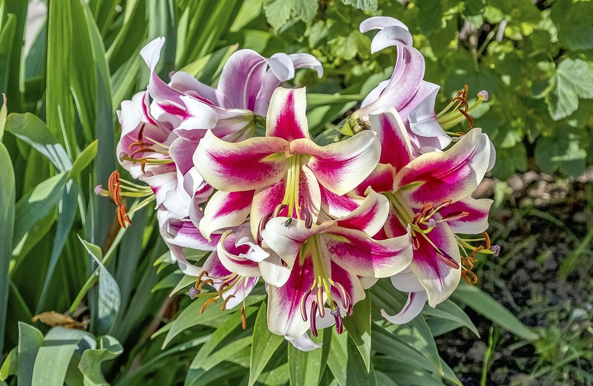 Лилия Кэнди Клаб ОТ-гибрид - Валерий Иванович