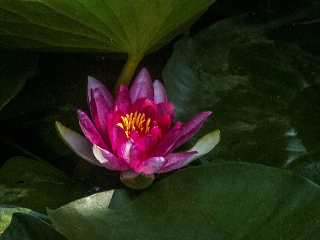 Алая лилия - Валентин Семчишин