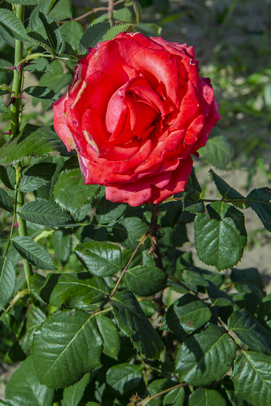 Роза - Анатолий Чикчирный