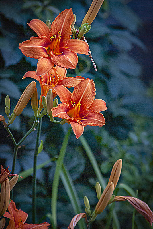 Этюд с лилиями - Владимир Кроливец