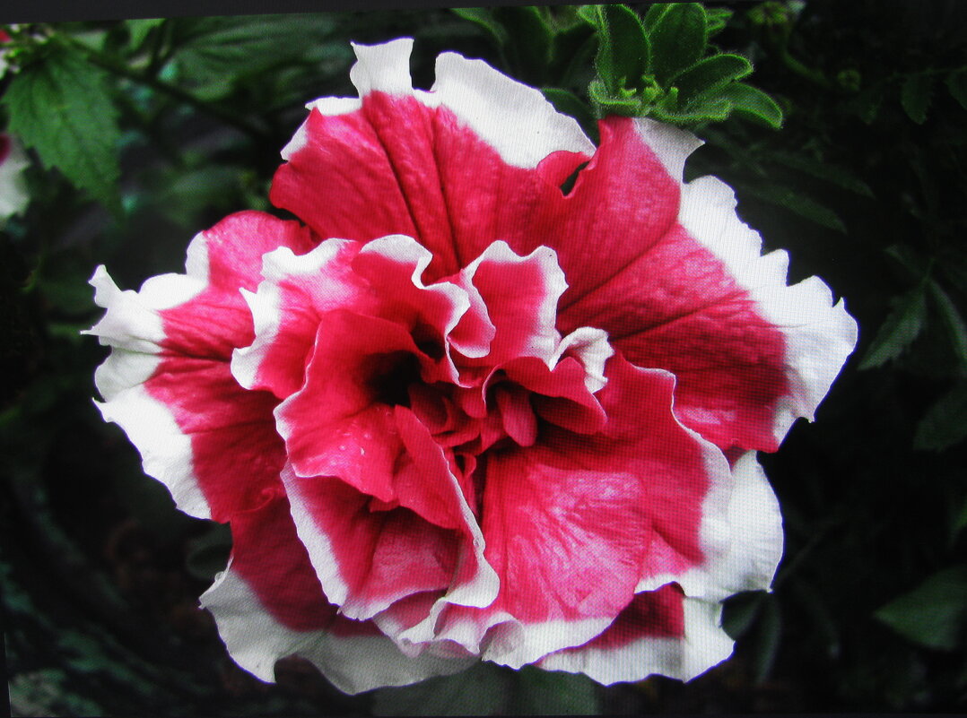 Махровая петуния - Людмила Смородинская