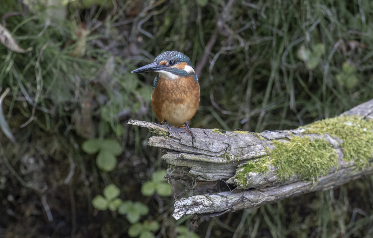 зимородок - юрий макаров зимородок - юрий макаров