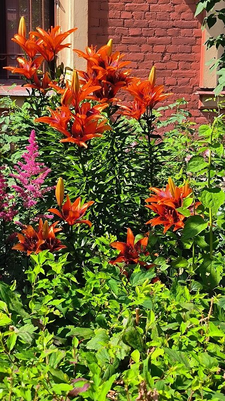 Огненный танец. - Ольга 