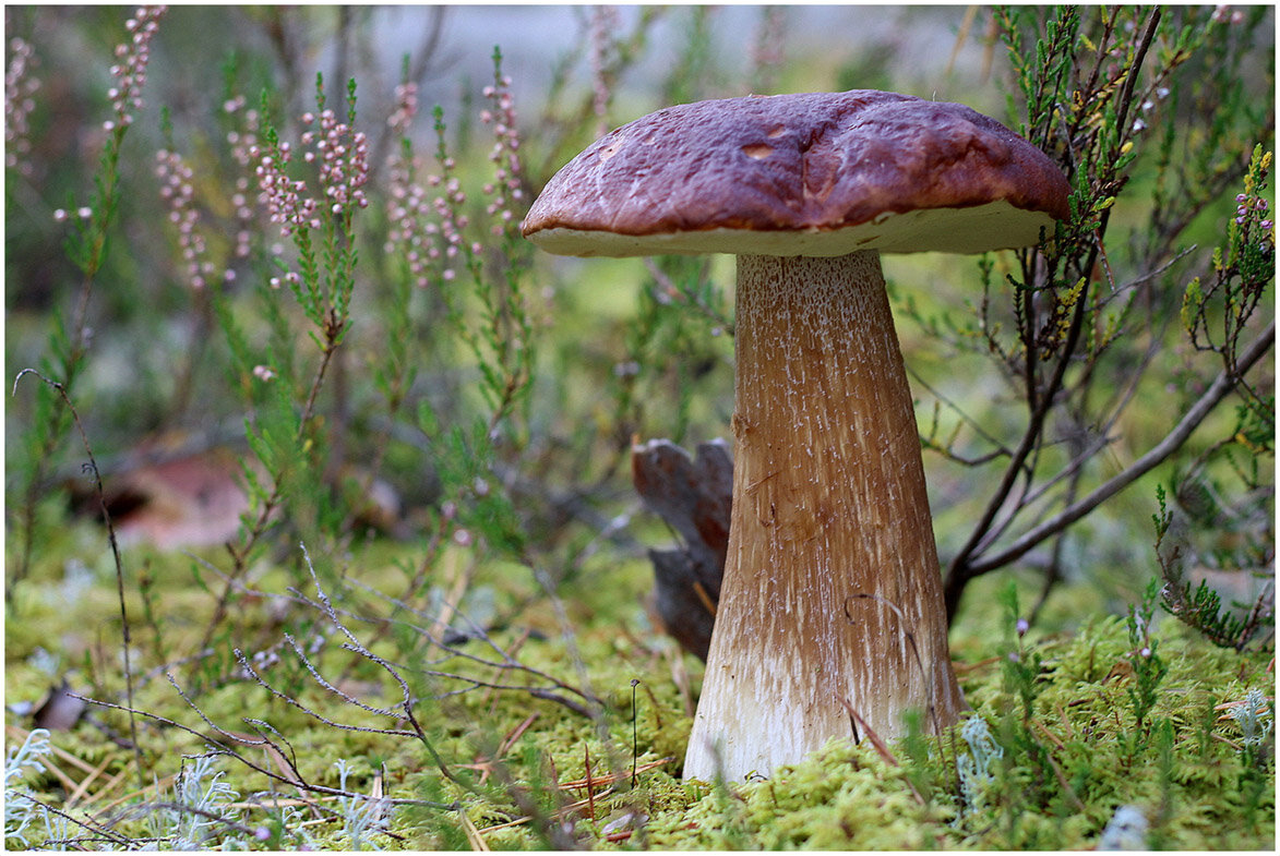 От тихой охоты... - Aleksandr Gal