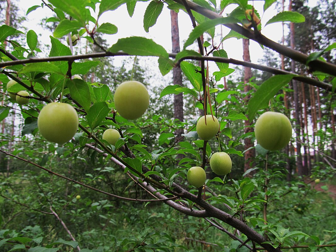 что-то спеет   лесное - Елена Шаламова