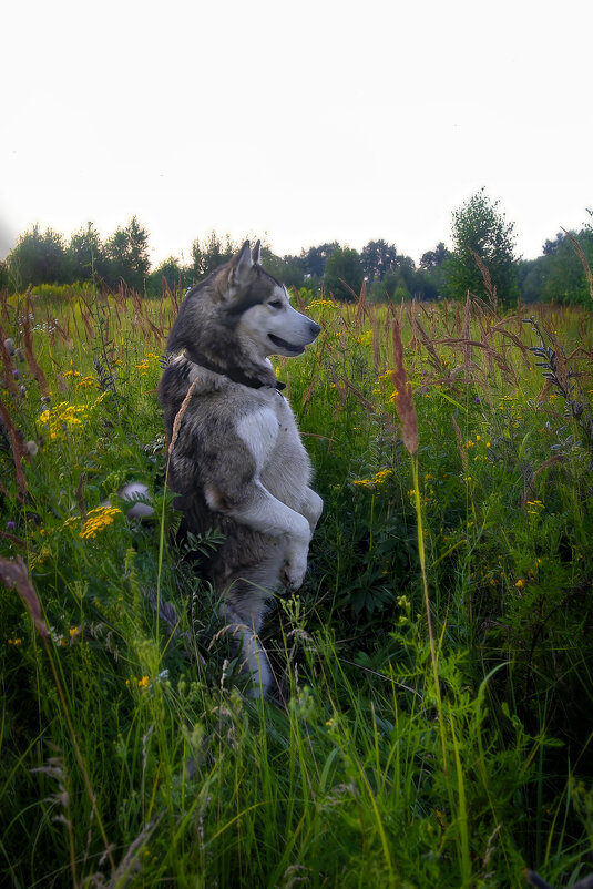 Ярик. - leff Postnov