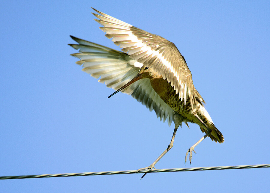 Канатоходец - Михаил Белоусов Канатоходец - Михаил Белоусов