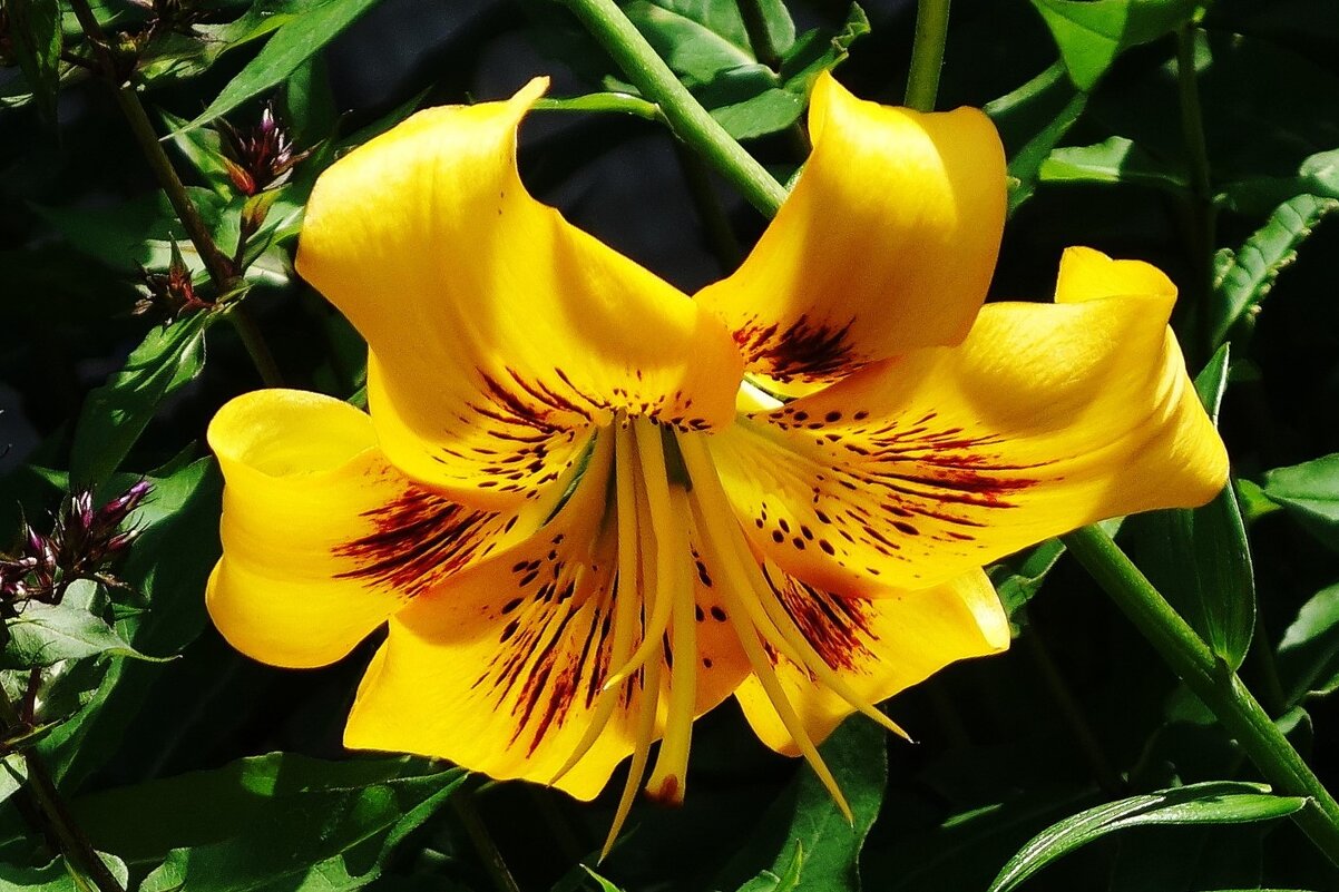 Лилия - Рита Симонова