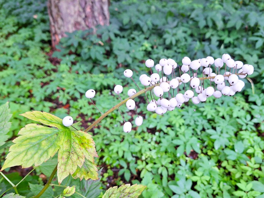 Шарики - Наталья Шарики - Наталья