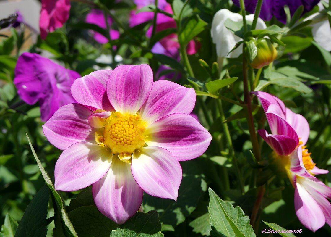 О летнем разноцветье... - Андрей Заломленков