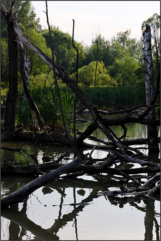 ** - Сергей Премонишын