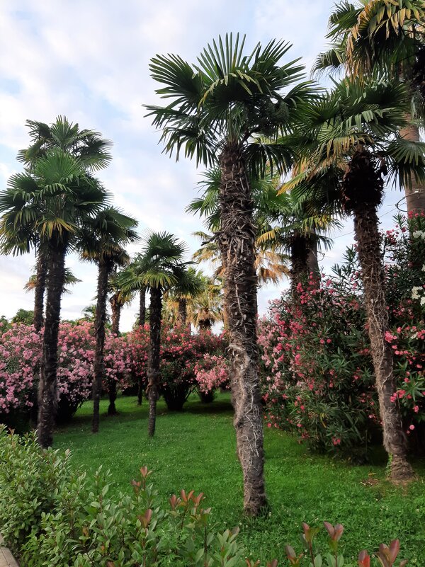 СОЧИ СЕГОДНЯ - Tata Wolf