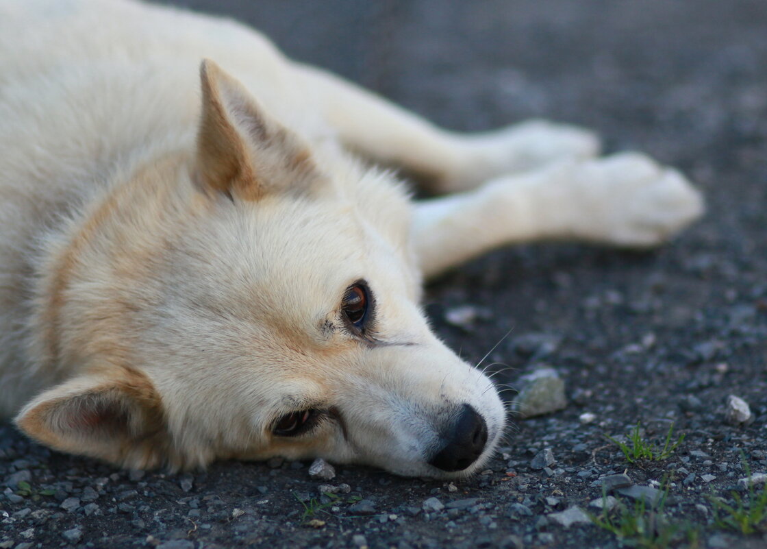 А Кузя отдыхает... - Андрей Катков