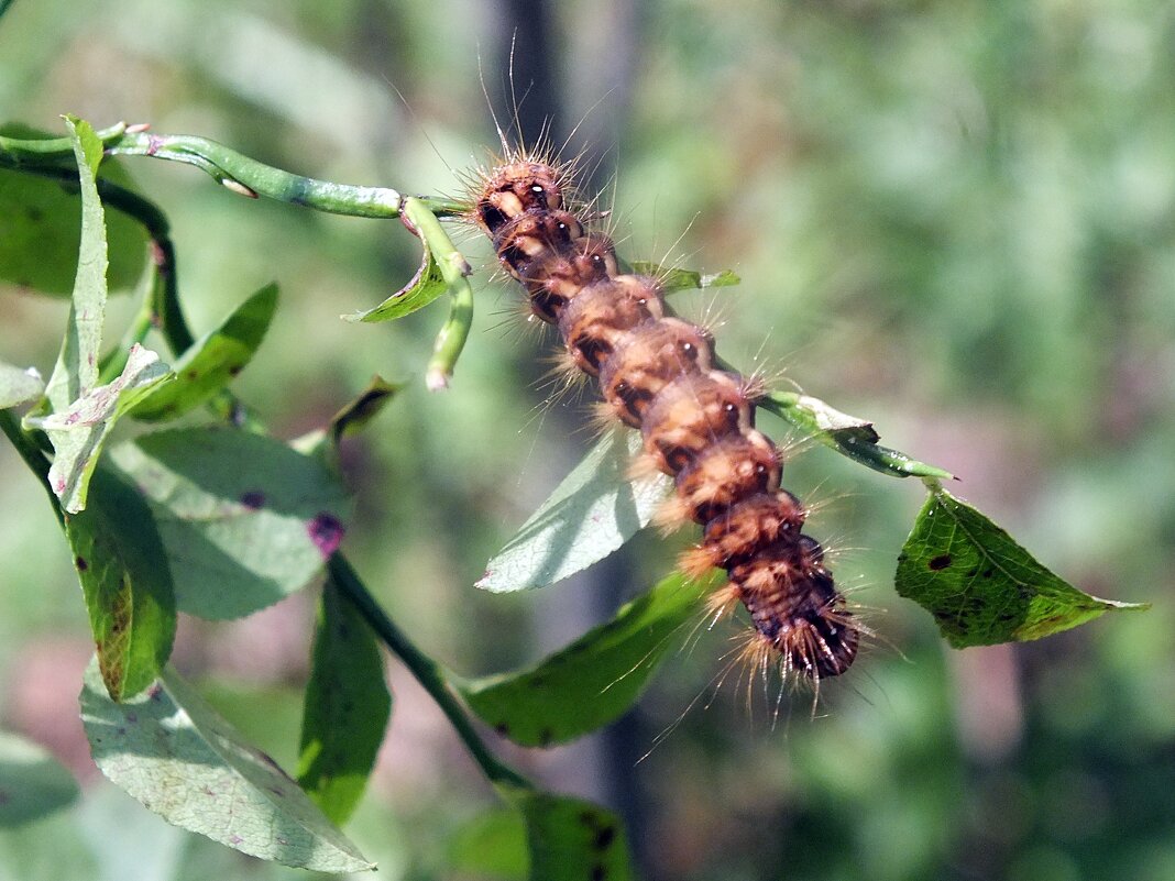 ** - Зоя Мишина