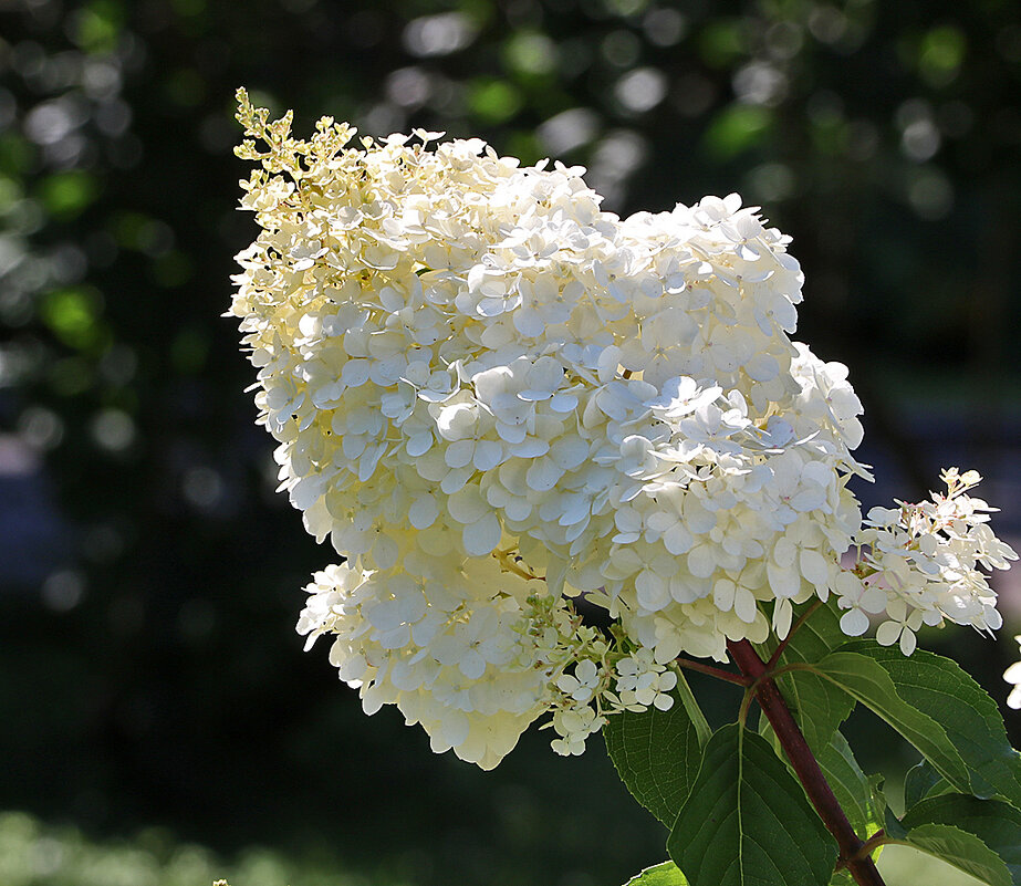 Гортензия (В ботаническом саду МГУ) - Светлана 