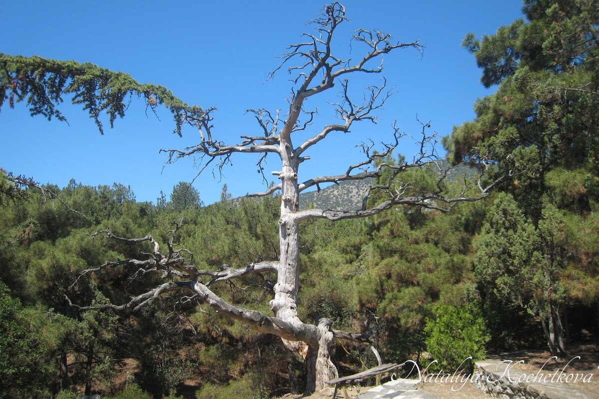 Природа Крыма - Amazing Cosmea