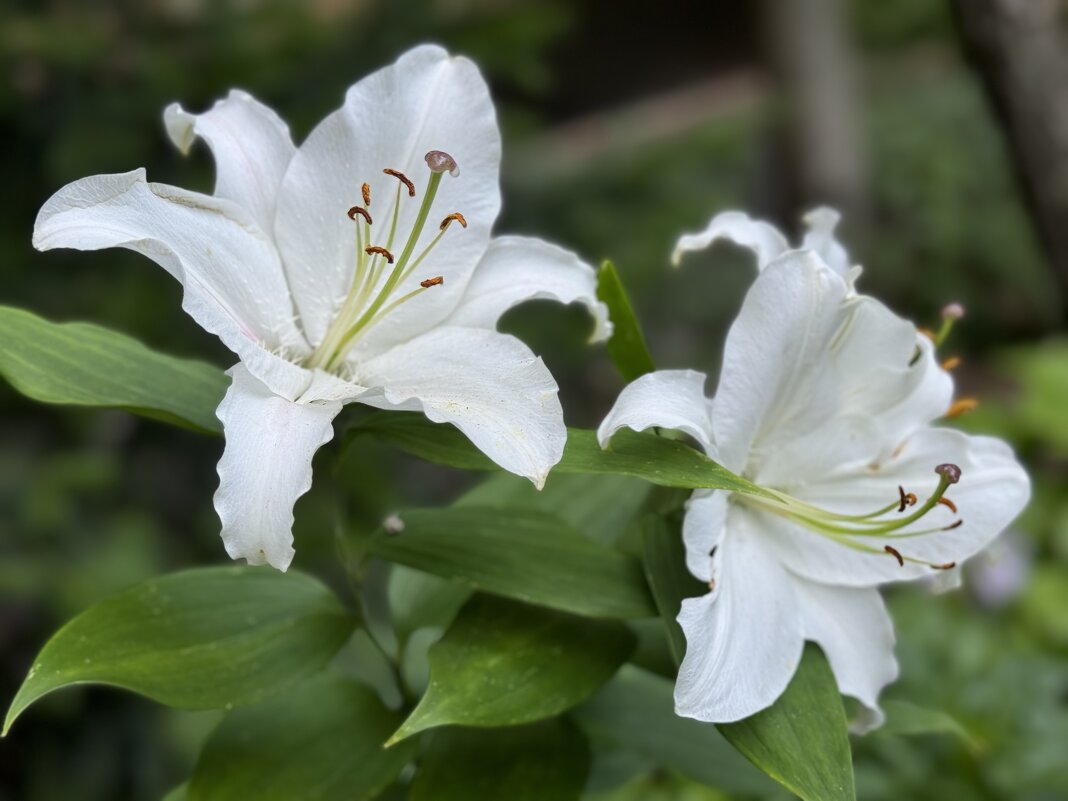 Белые лилии - Анна Камс