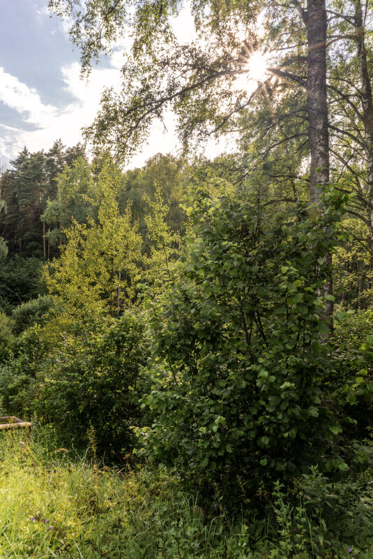 В тени - sorovey Sol В тени - sorovey Sol