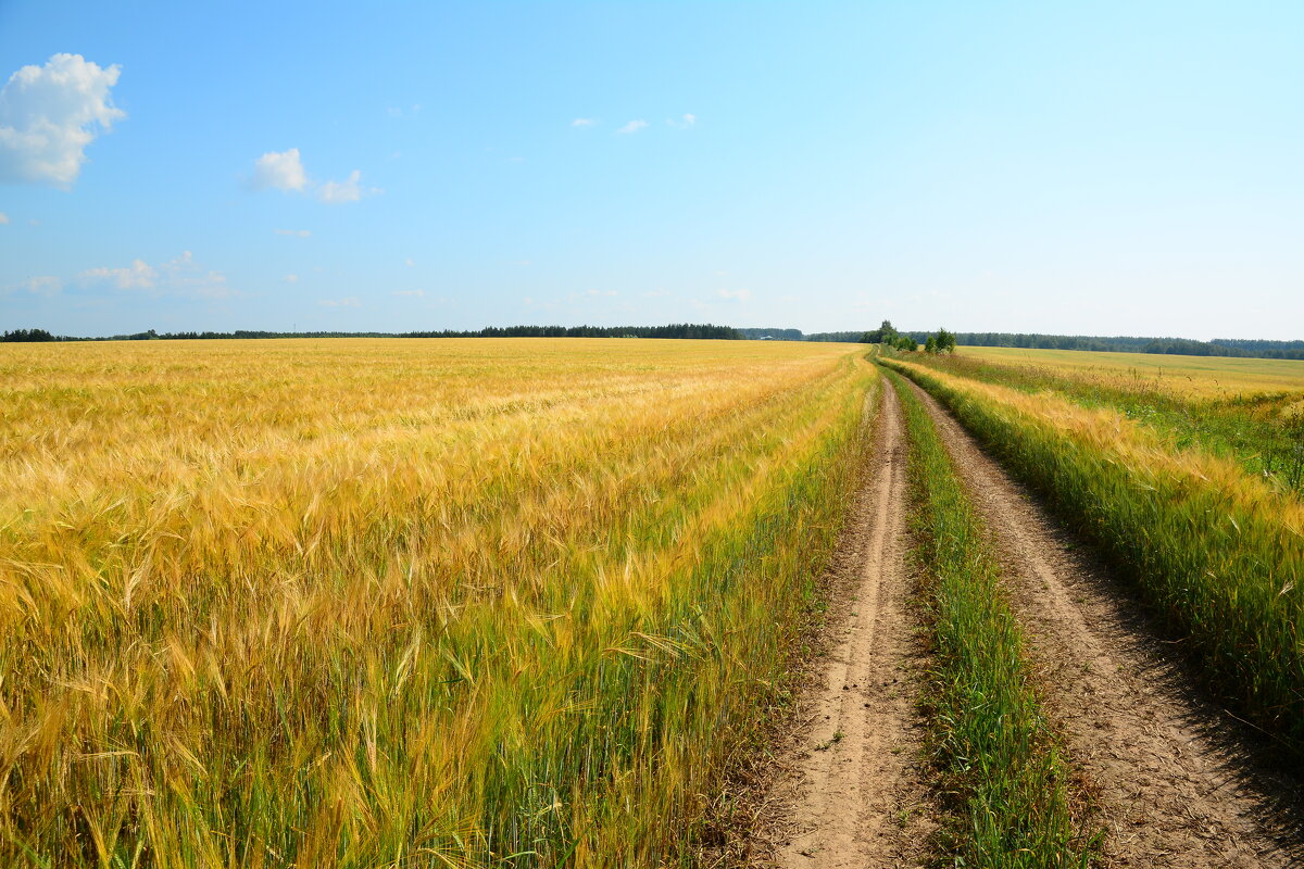 Полевые дороги России. - Михаил Колосов 