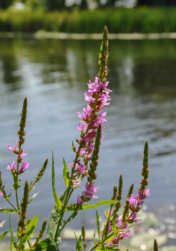 Июль уходит... цветы у воды - Татьяна Машошина Июль уходит... цветы у воды - Татьяна Машошина
