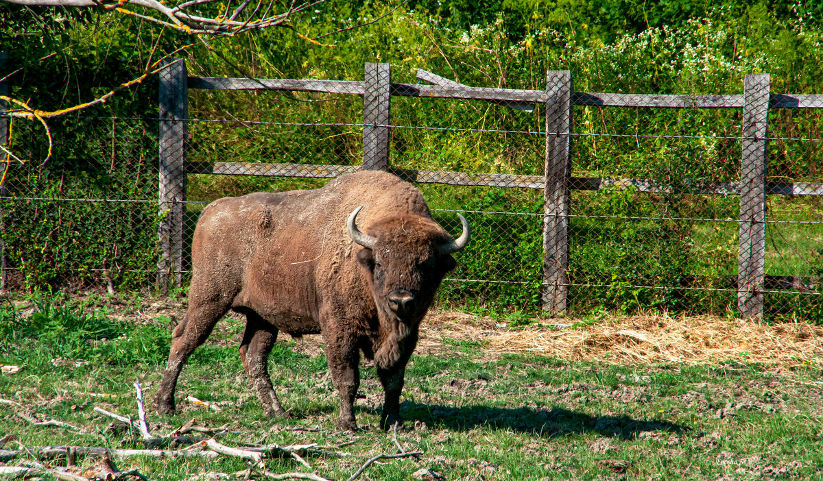"-" - Светлана Фокша