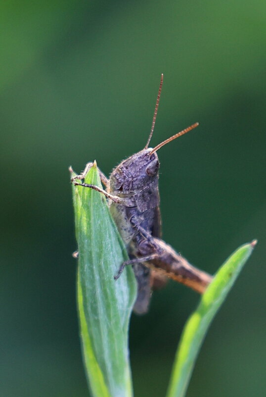 Не зелёненький... - Александр Кондаков