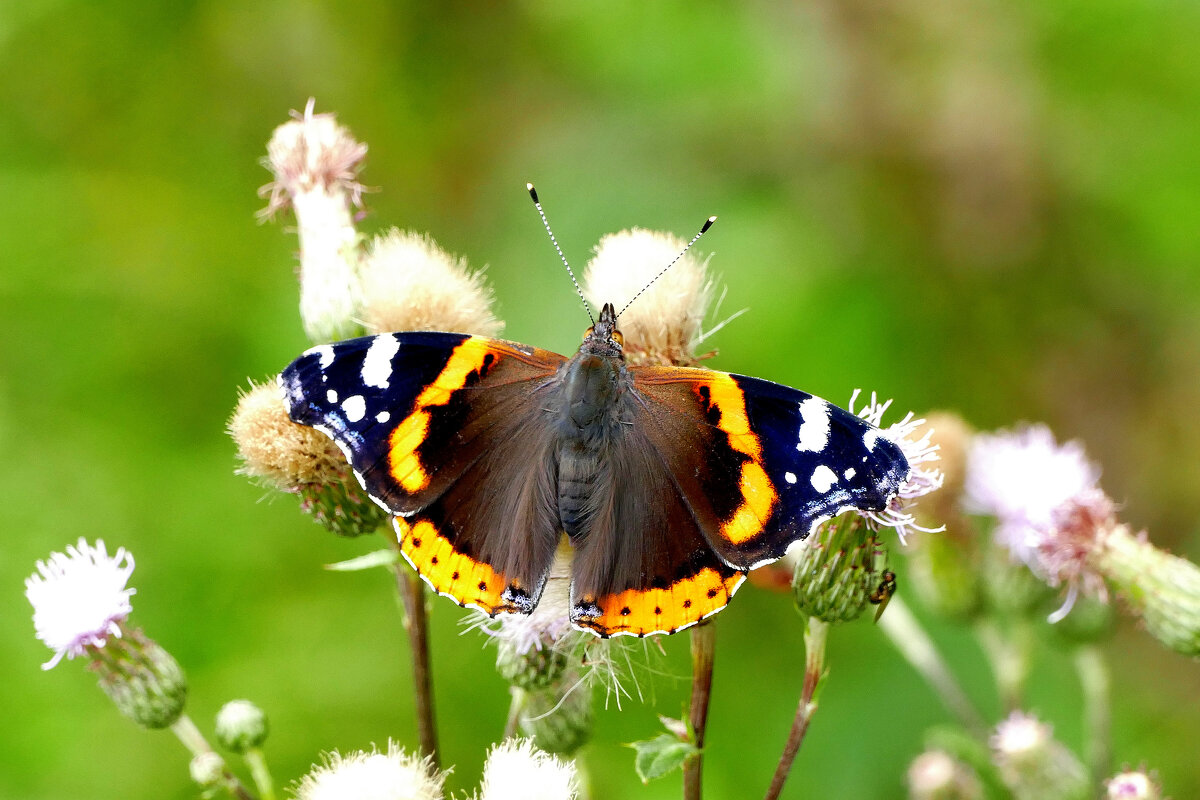 из сегодняшней съемки 2 - Александр Прокудин