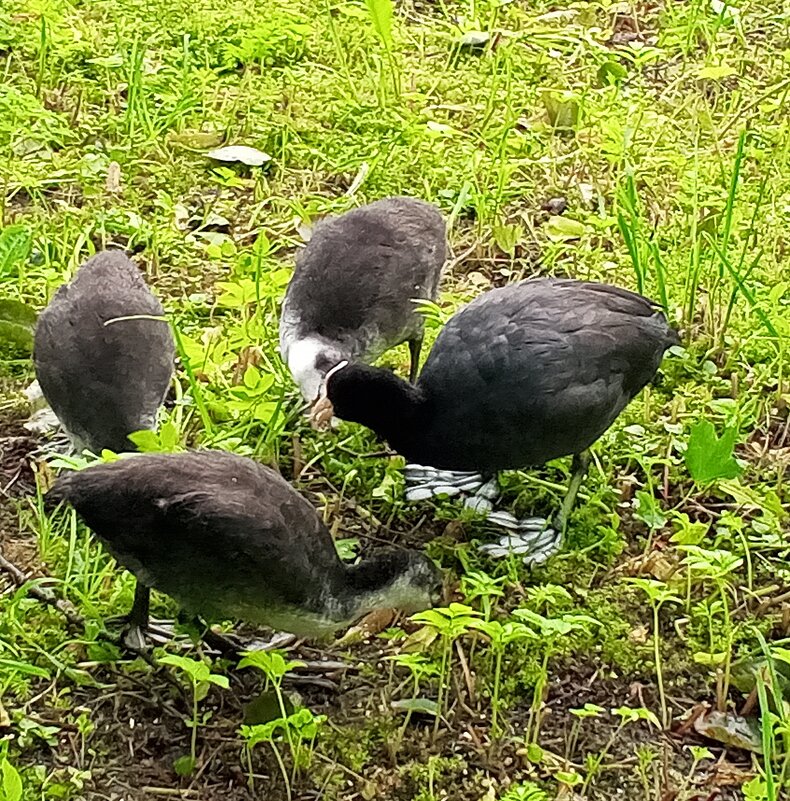 Лысухи - Сапсан 